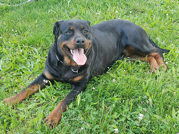 Rottweiler adulta