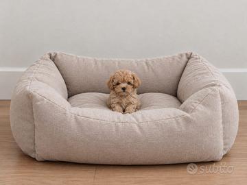 Maltipoo Mini Toy Beige Disponibili Subito