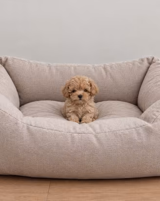 Maltipoo Mini Toy Beige Disponibili Subito