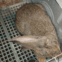 Giganti delle friande