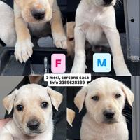 Cuccioli di 3 mesi in adozione