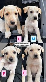 Cuccioli di 3 mesi in adozione