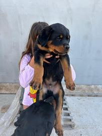 Cuccioli di Rottweiler