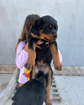 Cuccioli di Rottweiler