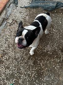 Bulldog francese