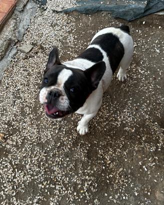 Bulldog francese