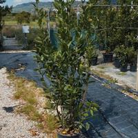 Piante di Laurus Nobilis (Alloro)