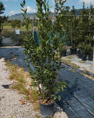 Piante di Laurus Nobilis (Alloro)
