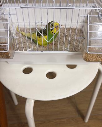 Cocorito
