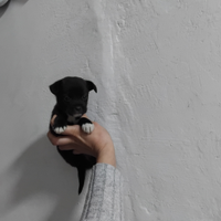 Pincher chihuahua maschio