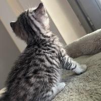 Cuccioli Scottish straight