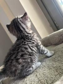 Cuccioli Scottish straight