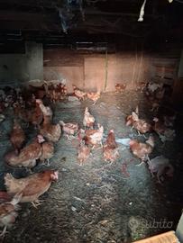 Gallinw ovaiole