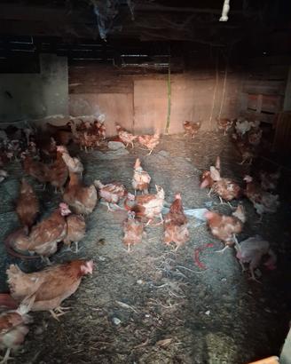 Gallinw ovaiole