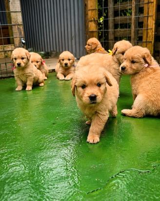 Golden retriever cuccioli 100% americani