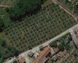 Terreno agricolo con uliveto e bosco a Crespina