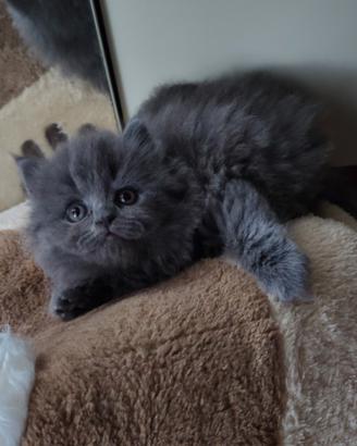 Gattina Scottish British