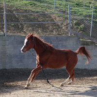 Puledra 3 anni e mezzo
