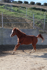 Puledra 3 anni e mezzo