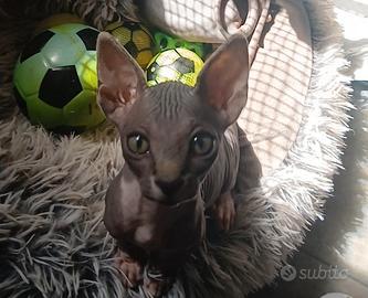 Gatto nudo