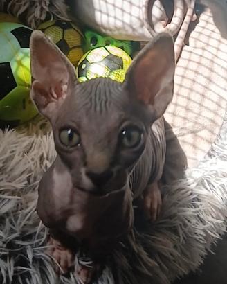Gatto nudo