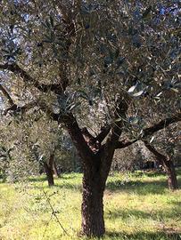 Alberi d'Ulivo Leccino "Leggi Bene annuncio"