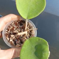 Hoya obovata per SteM