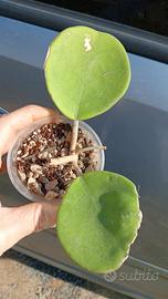 Hoya obovata per SteM