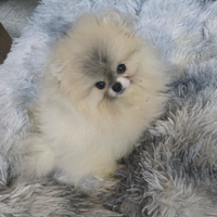 Spitz della Pomerania super nana