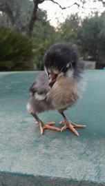 2 Pulcini Australorp