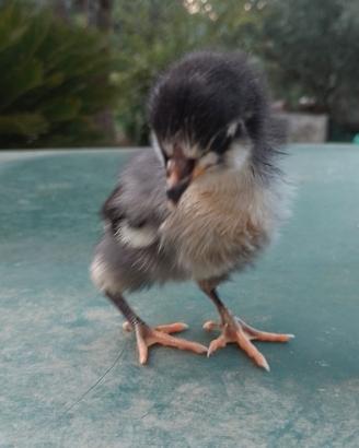 2 Pulcini Australorp