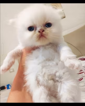 gattini persiani 