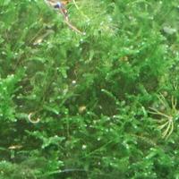 muschio e felce per acquario