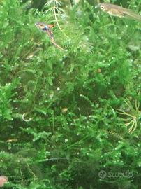 muschio e felce per acquario