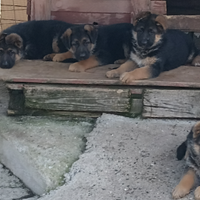 Cuccioli di PASTORE TEDESCO