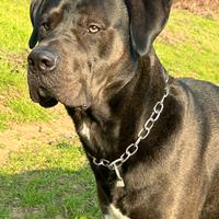 Monta cane maschio 5 anni incrocio corso/labrador