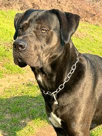 Monta cane maschio 5 anni incrocio corso/labrador