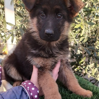 Disponibili femminuccia di pastore tedesco 100 Gio