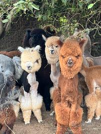 Alpaca per fattorie didattiche