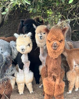 Alpaca per fattorie didattiche