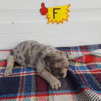 Cuccioli bulldog francese