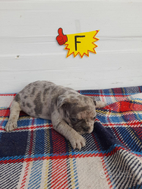 Cuccioli bulldog francese