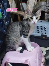 Oreste, Alice e Memole gattini di 5 mesi