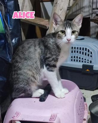 Oreste, Alice e Memole gattini di 5 mesi