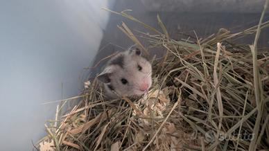Criceto dorato - criceti