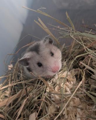 Criceto dorato - criceti