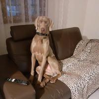 Giovane Weimaraner per famiglia ESPERTA