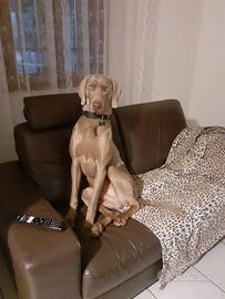 Giovane Weimaraner per famiglia ESPERTA