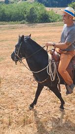 Cavallo