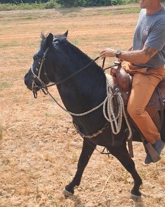 Cavallo